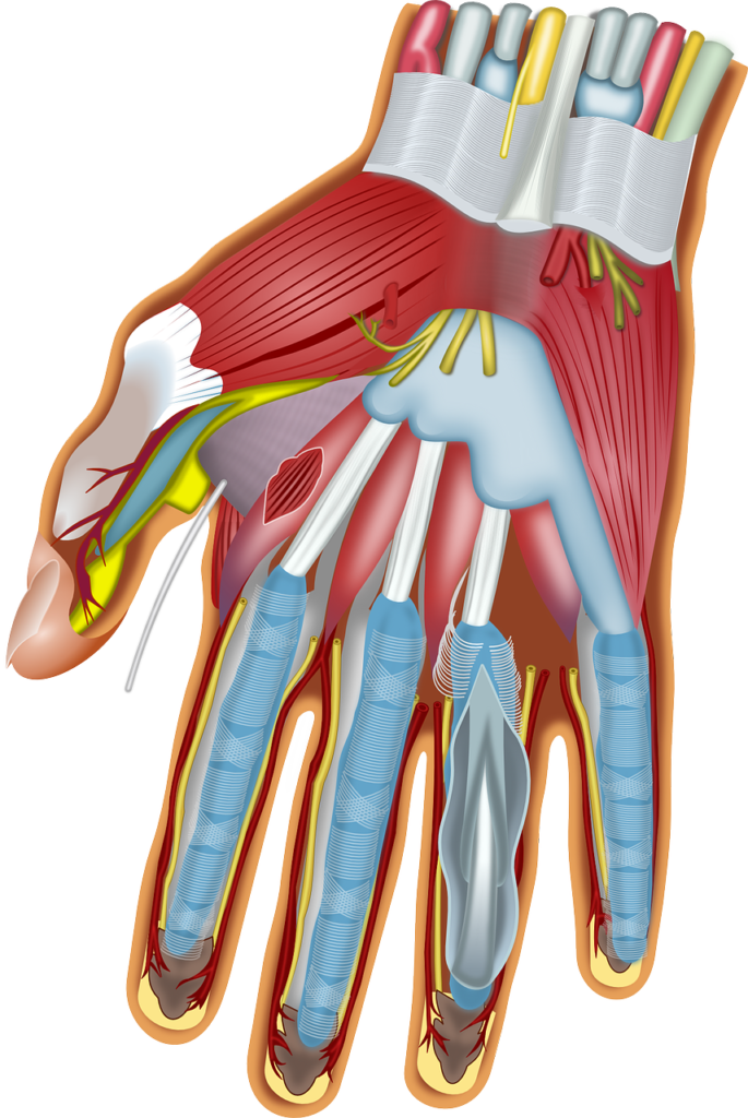 Learning hand anatomy taught me my favorite muscle name (the extensor digiti minimi).